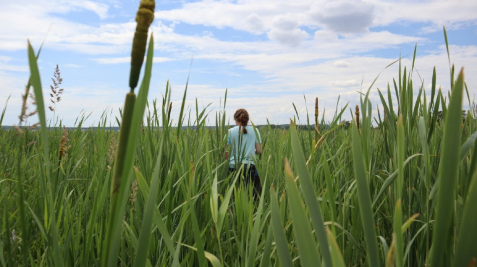 En Allemagne, ressusciter les marais pour combattre le r&eacute;chauffement