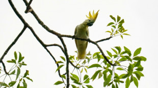 A Hong Kong, des nids artificiels pour sauver des cacato&egrave;s de l'extinction