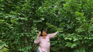 Le Bhoutan parie sur la noisette pour l'avenir de son agriculture