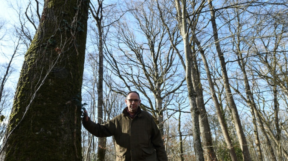 Une "ligne d'urgence" contre le pillage des for&ecirc;ts priv&eacute;es en France