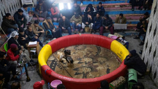 Dans le sud de l'Irak, des combats de coqs en vogue depuis des d&eacute;cennies