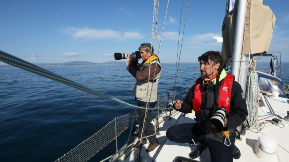 En M&eacute;diterran&eacute;e, dauphins et oiseaux &agrave; l'ombre des futures &eacute;oliennes g&eacute;antes