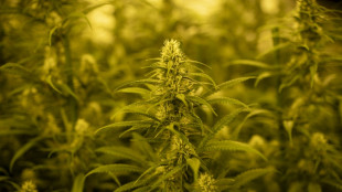 La Guardia Civil espa&ntilde;ola anuncia un decomiso r&eacute;cord de marihuana 