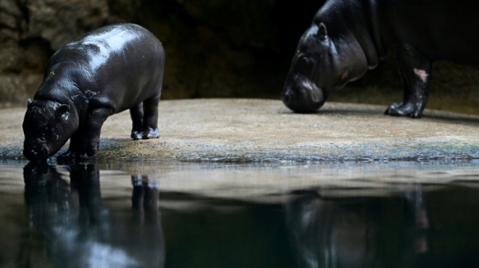 Zwergflusspferd Toni verl&auml;sst Berlin und zieht in franz&ouml;sischen Zoo