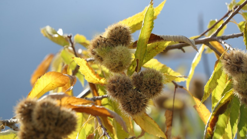 88-J&auml;hriger f&auml;llt in Oberbayern bei Kastaniensammeln in Fluss und stirbt