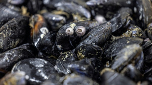 Pesticides et médicaments retrouvés sur tout le littoral français