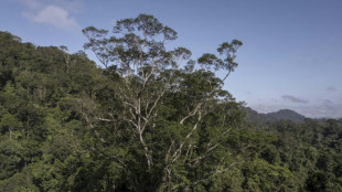 Cient&iacute;ficos llegan en Brasil al &aacute;rbol m&aacute;s alto de la Amazon&iacute;a