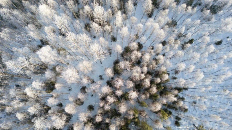 El verano de 2024 en Laponia fue el más cálido de los últimos 2.000 años