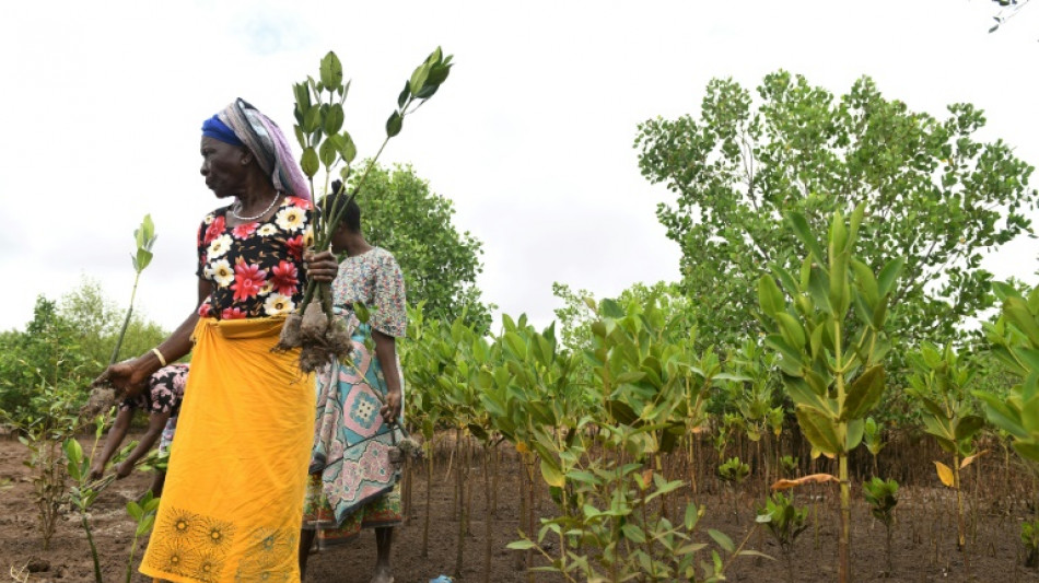 Surexploit&eacute;e, la pr&eacute;cieuse mangrove k&eacute;nyane "se rel&egrave;ve" gr&acirc;ce aux habitants