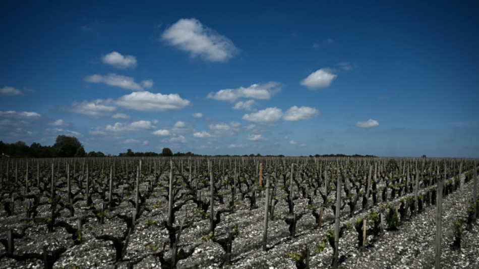 Dans l'Entre-deux-Mers, la "descente aux enfers" d'une famille de vignerons
