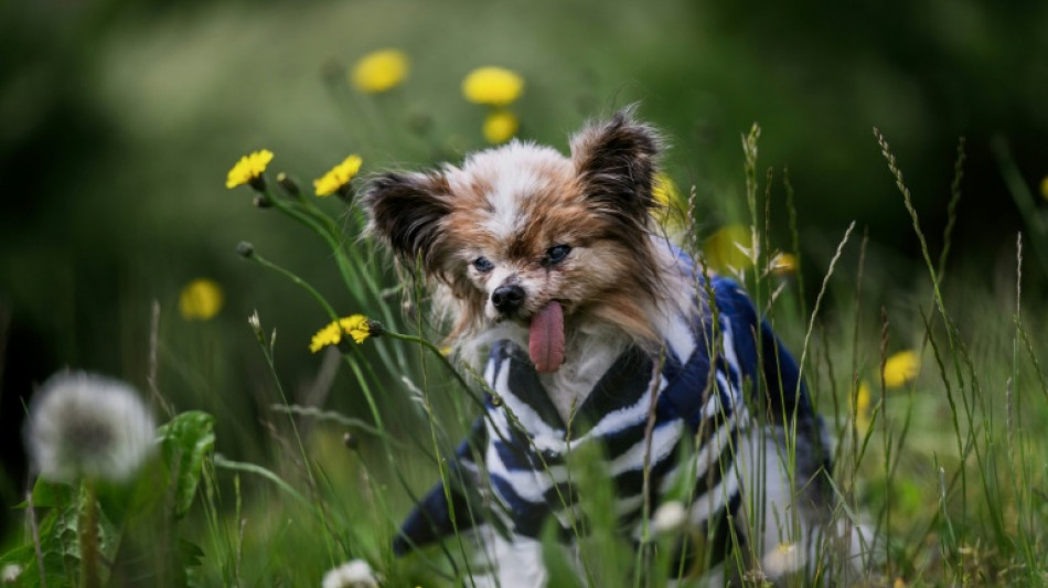 'World's oldest dog' contender dies in France aged 30