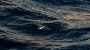 Critical negotiations on deep sea mining kick off in Jamaica