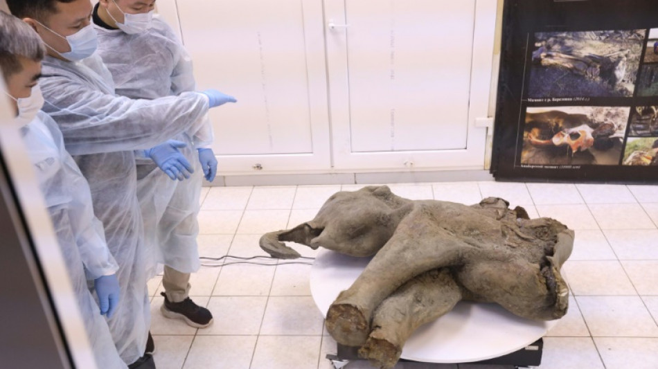 50.000 Jahre altes fast vollst&auml;ndig erhaltenes Baby-Mammut in Sibirien entdeckt