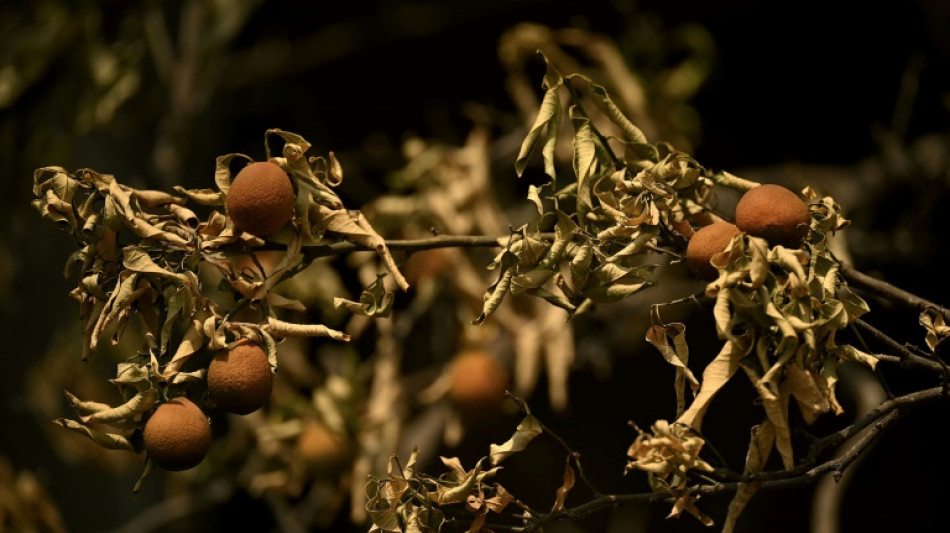 "Tout est mort": un agriculteur chinois d&eacute;pit&eacute; par la canicule