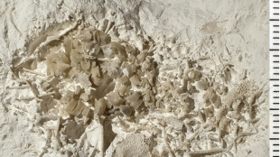 Du vomi de 66 millions d'ann&eacute;es retrouv&eacute; au Danemark