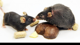 Batteri dell'intestino come armi contro sostanze chimiche nocive