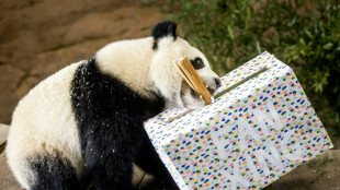 Un panda de dos a&ntilde;os de un zoo de Pa&iacute;ses Bajos result&oacute; ser una hembra y no un macho