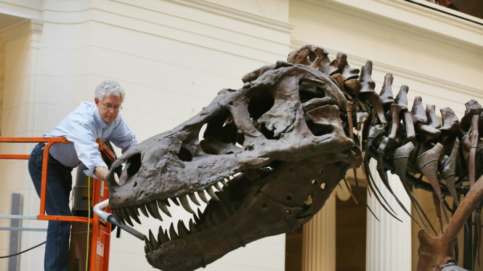 Un tyrannosaure rex va &ecirc;tre vendu aux ench&egrave;res en Suisse