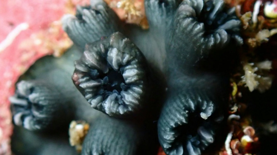 Investigadores hallan un coral end&eacute;mico de Gal&aacute;pagos que cre&iacute;an desaparecido