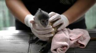 La lucha detectivesca contra el tr&aacute;fico de animales salvajes en Tailandia
