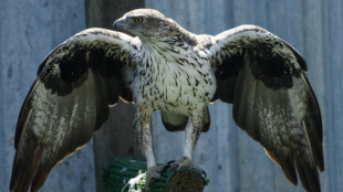 De la Vend&eacute;e &agrave; l'Espagne, un &eacute;levage d'aigles r&eacute;introduit une esp&egrave;ce menac&eacute;e