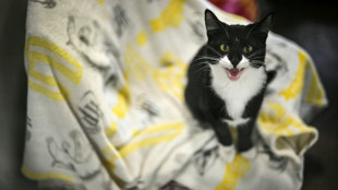 Co&ucirc;t de la vie: les Britanniques abandonnent leurs animaux domestiques