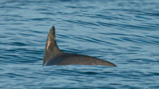 Detectan en M&eacute;xico una decena de vaquitas marinas, especie en peligro de extinci&oacute;n 
