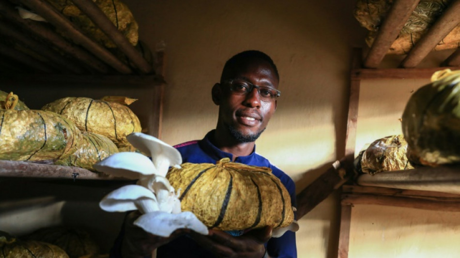 La culture des champignons fait des &eacute;mules au Cameroun