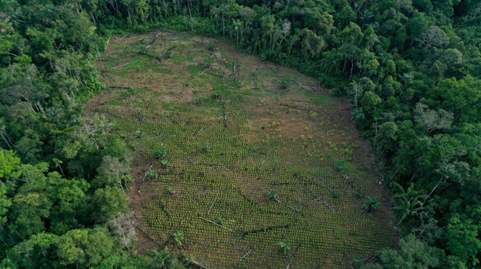Money at the heart of international efforts to save nature