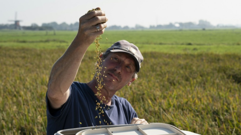 Rice work: Dutch test new crop to save sinking peatlands