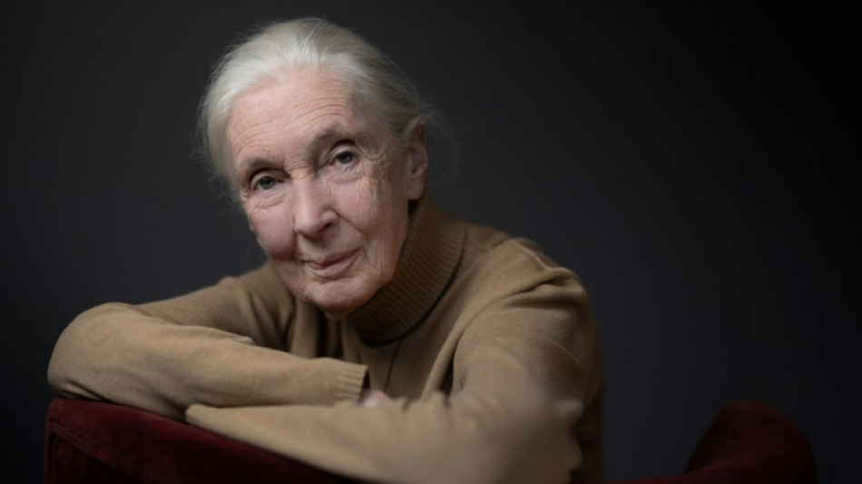 Biodiversit&eacute;: la primatologue Jane Goodall appelle la COP16 &agrave; "l'action"