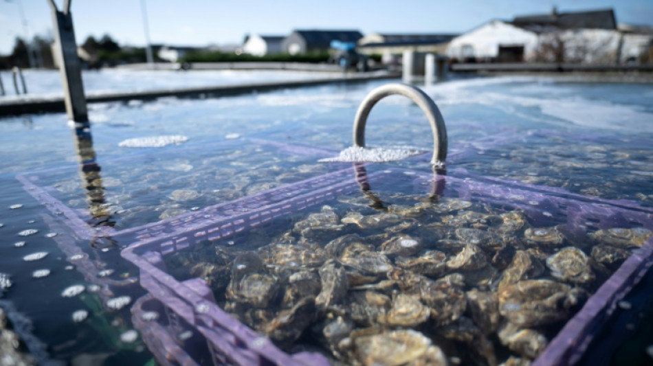 En Normandie, les ostr&eacute;iculteurs constatent les d&eacute;g&acirc;ts apr&egrave;s la temp&ecirc;te