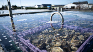 En Normandie, les ostr&eacute;iculteurs constatent les d&eacute;g&acirc;ts apr&egrave;s la temp&ecirc;te
