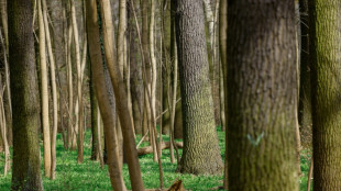 Dans le Brandebourg, des "nez" &eacute;lectroniques pour lutter contre les feux de for&ecirc;t