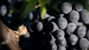 Climat: des vendanges 2025 particuli&egrave;rement pr&eacute;coces mais "de bonne qualit&eacute;"