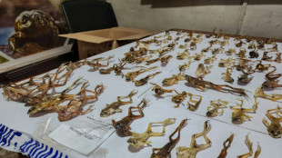 Per&uacute; decomisa 390 ranas en peligro de extinci&oacute;n usadas como afrodis&iacute;aco 