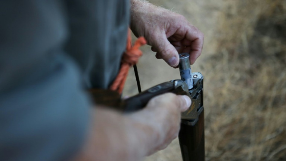 La chasse &agrave; la tourterelle des bois de nouveau autoris&eacute;e en France