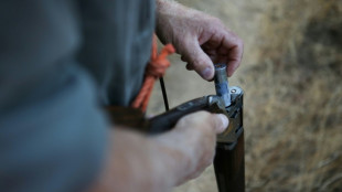 La chasse &agrave; la tourterelle des bois de nouveau autoris&eacute;e en France