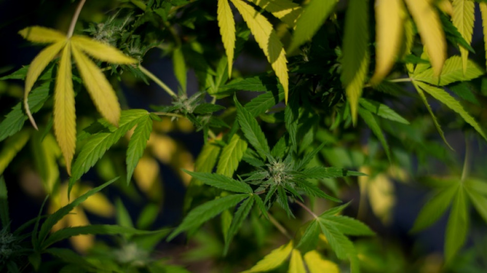 Wasserschaden f&uuml;hrt Einsatzkr&auml;fte in Sachsen-Anhalt zu gro&szlig;er Cannabis-Plantage 