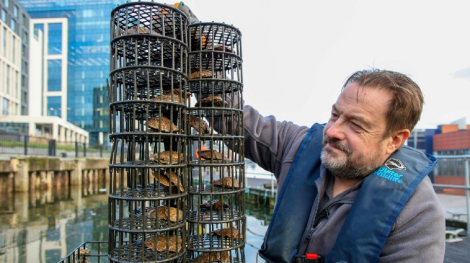 Apr&egrave;s un si&egrave;cle d'absence, les hu&icirc;tres de retour dans le port de Belfast