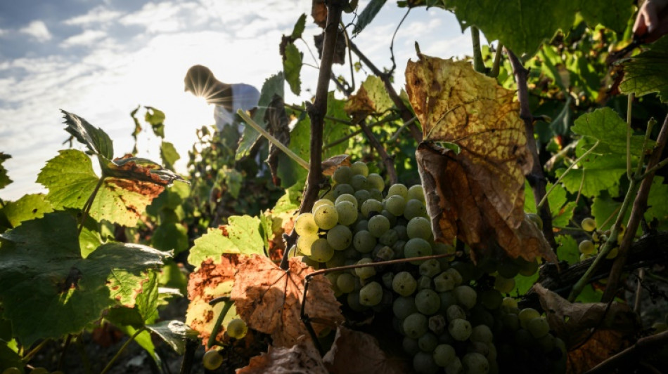 Dans le vignoble nantais, la "r&eacute;volution" du muscadet