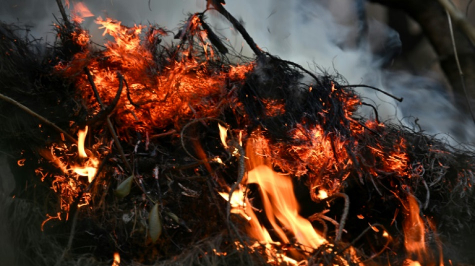 Vegetaci&oacute;n invasora aviva la chispa de los voraces incendios en Bogot&aacute;