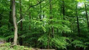 CCL to Hold Live Webcast Call to Discuss 2025 Second Quarter Results, Thursday, August 14, 2025, at 7:30 a.m. ET